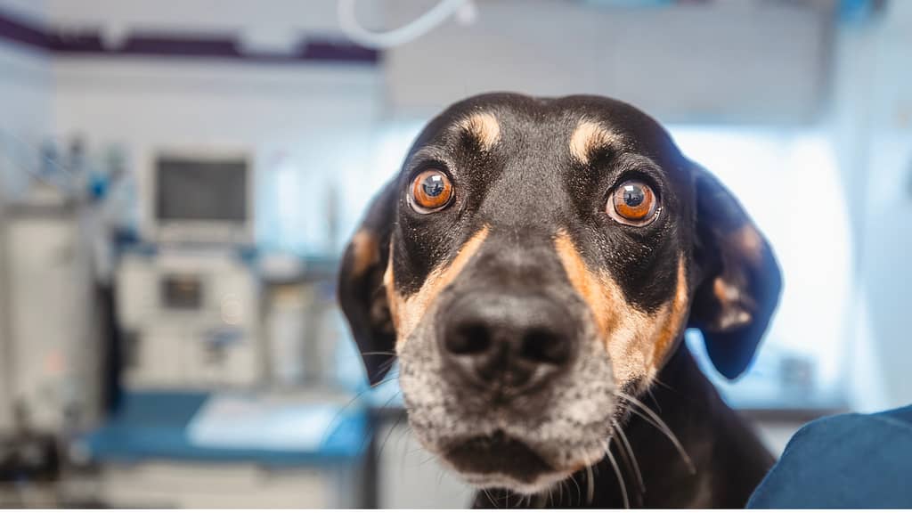 gestresster Hund - Augen weit geöffnet