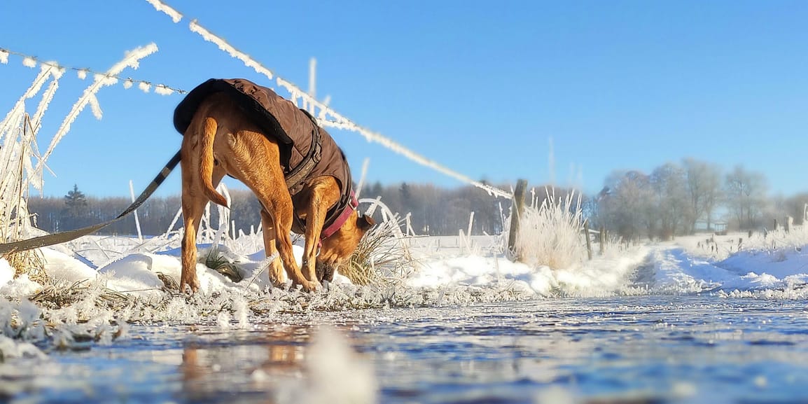 Alte Hündin schnüffelt entspannt an Grashalmen in einer verschneiten Winterlandschaft.