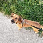 Luna beim Social Walk