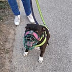 Kiki beim Social Walk