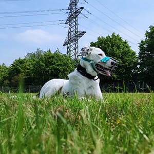 Herdenschutzmix Tilda