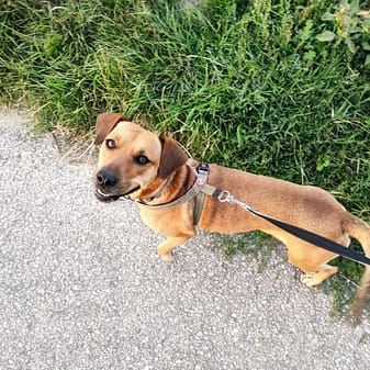 Luna beim Social Walk