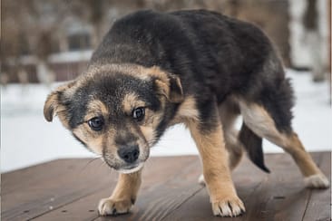 ängstlicher Welpe - Körpersprache