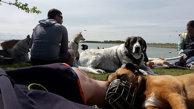 Urlaub mit Hund auf Fehmarn