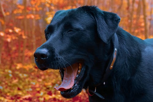 Hund gähnt - Stress?