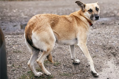 ängstlicher Hund - defensive Körpersprache