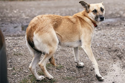 ängstlicher Hund - defensive Körpersprache