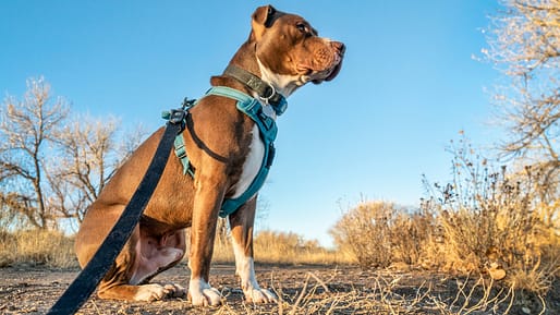 Impulskontrolle beim Hund