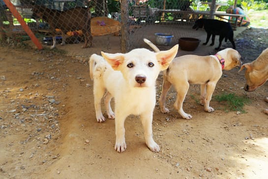 Hundegruppe im ausländischen Tierheim