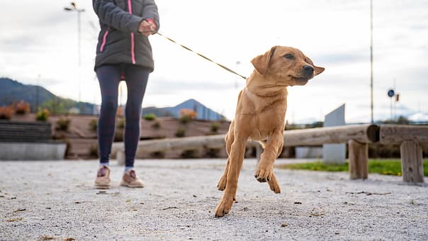 Hund springt in die Leine