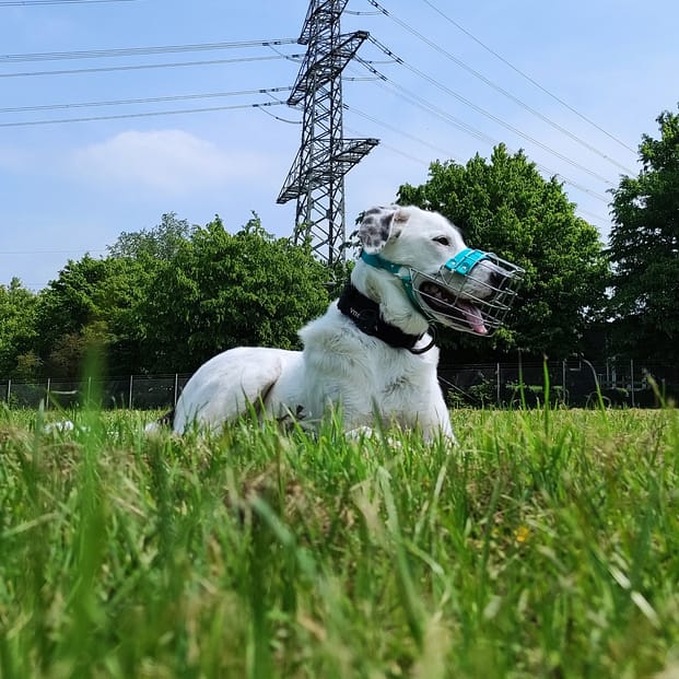 Herdenschutzmix Tilda