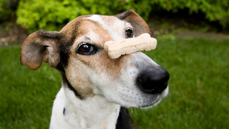 Hund übt Impulskontrolle