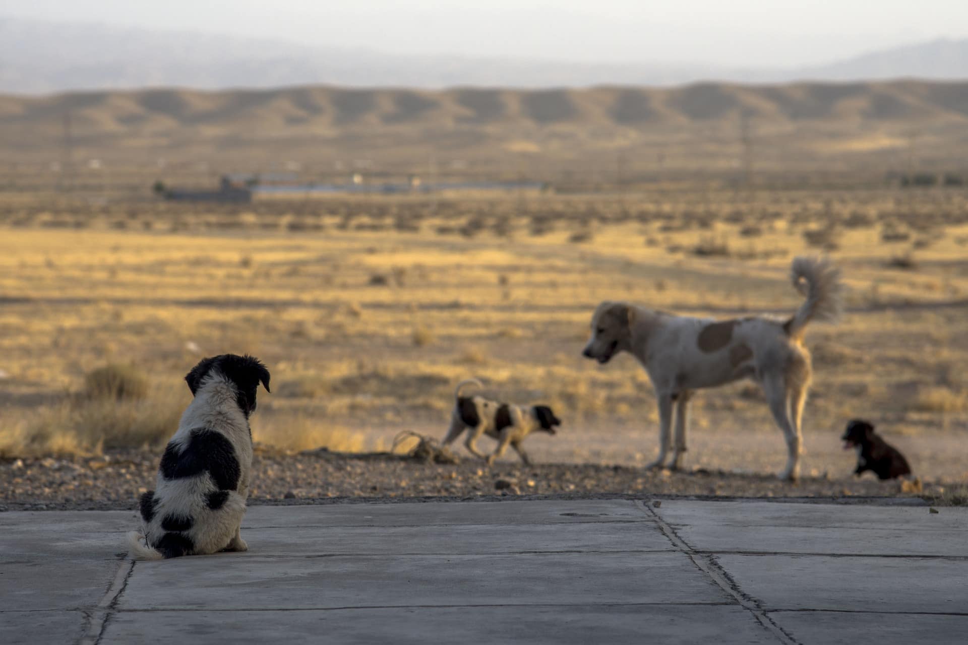 streunende Hunde