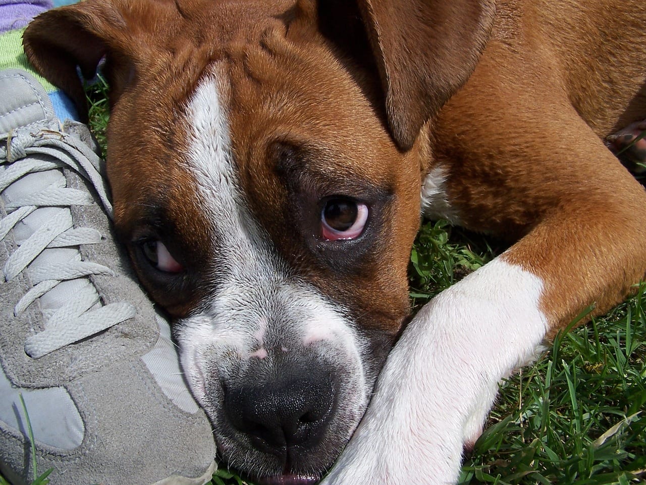 junger Hund wartet