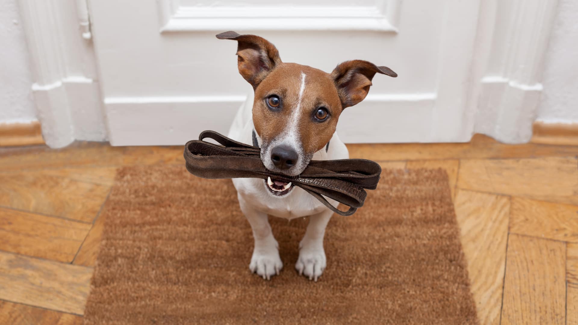 Hund wartet geduldig