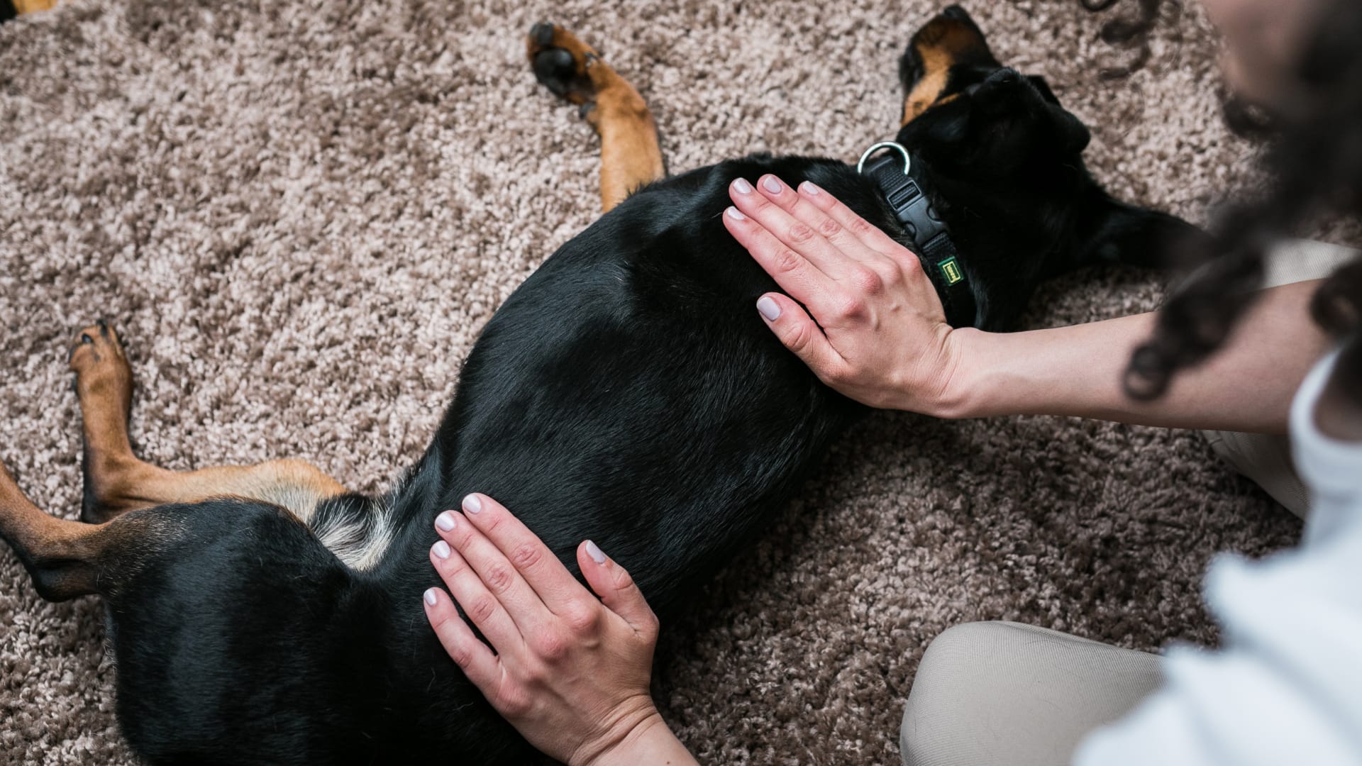 entspannter Hund
