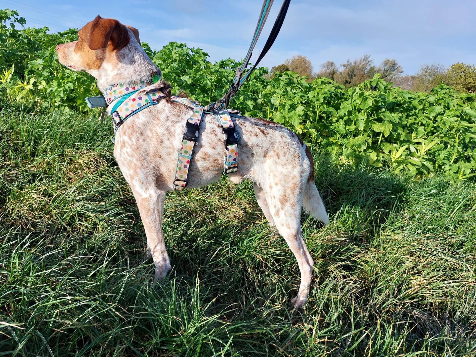 Tierschutzhund Smartie mit Sicherheitsgeschirr