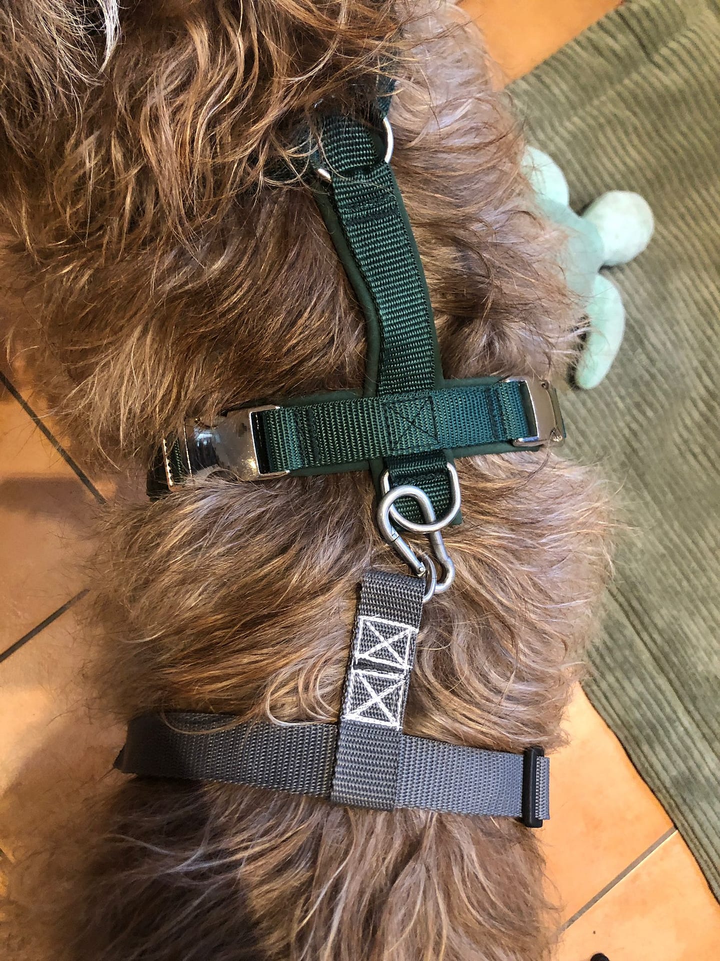 Hundegeschirr mit zusätzlichem Sicherheitsriemen