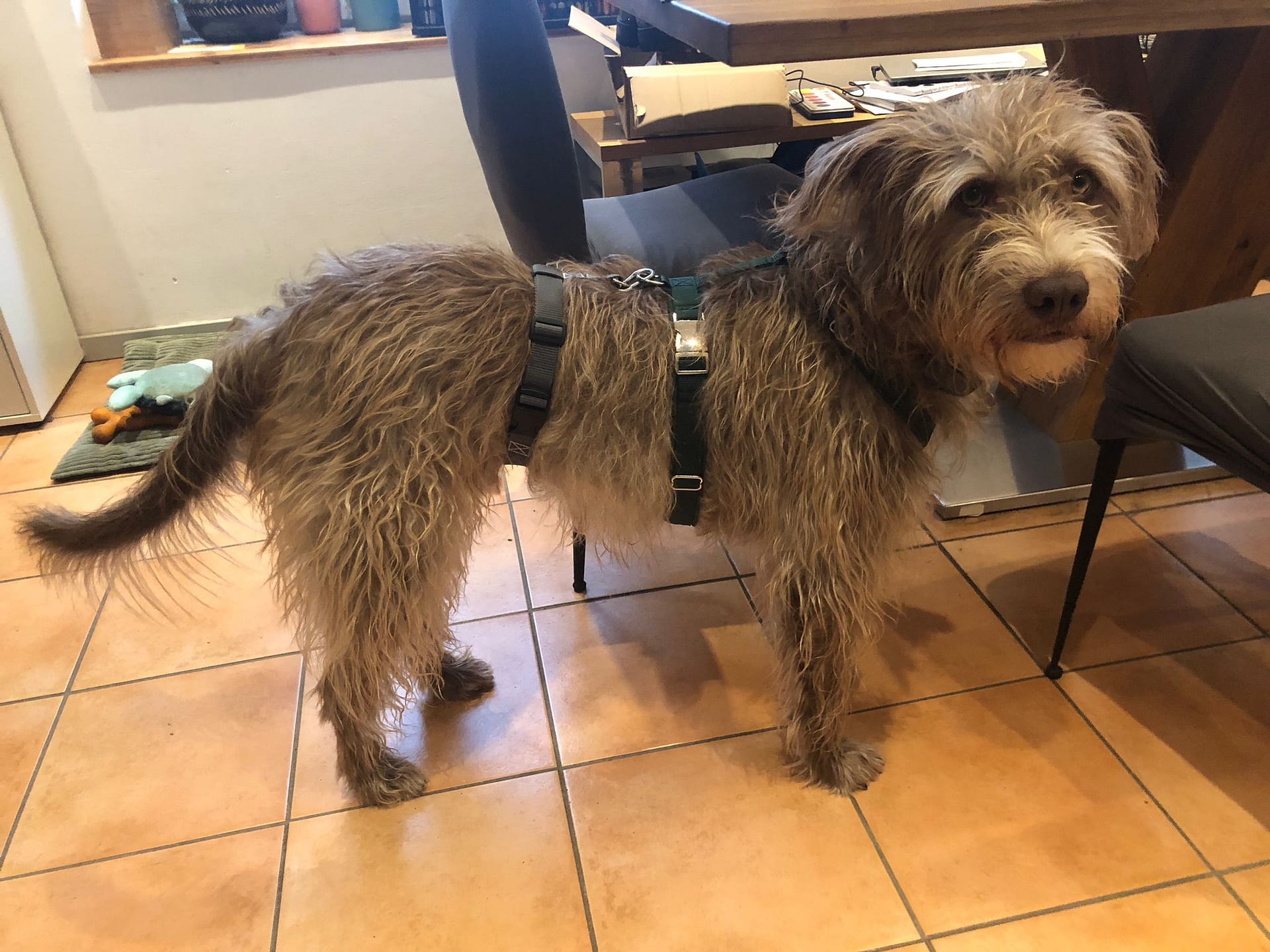 Tierschutzhund Olli mit add-on  Sicherheitsgeschirr