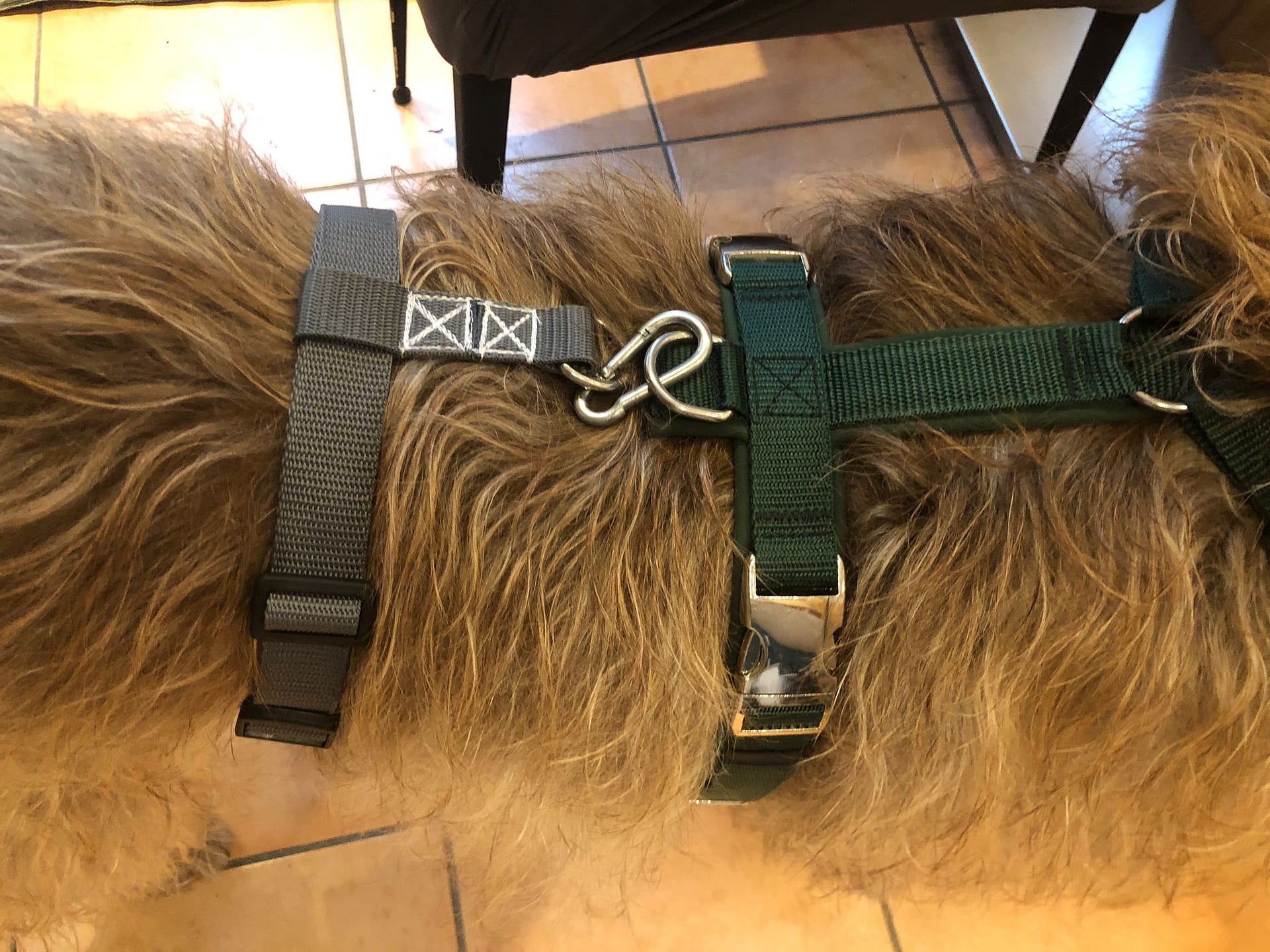 Tierschutzhund Olli mit erweiterbarem  Sicherheitsgeschirr