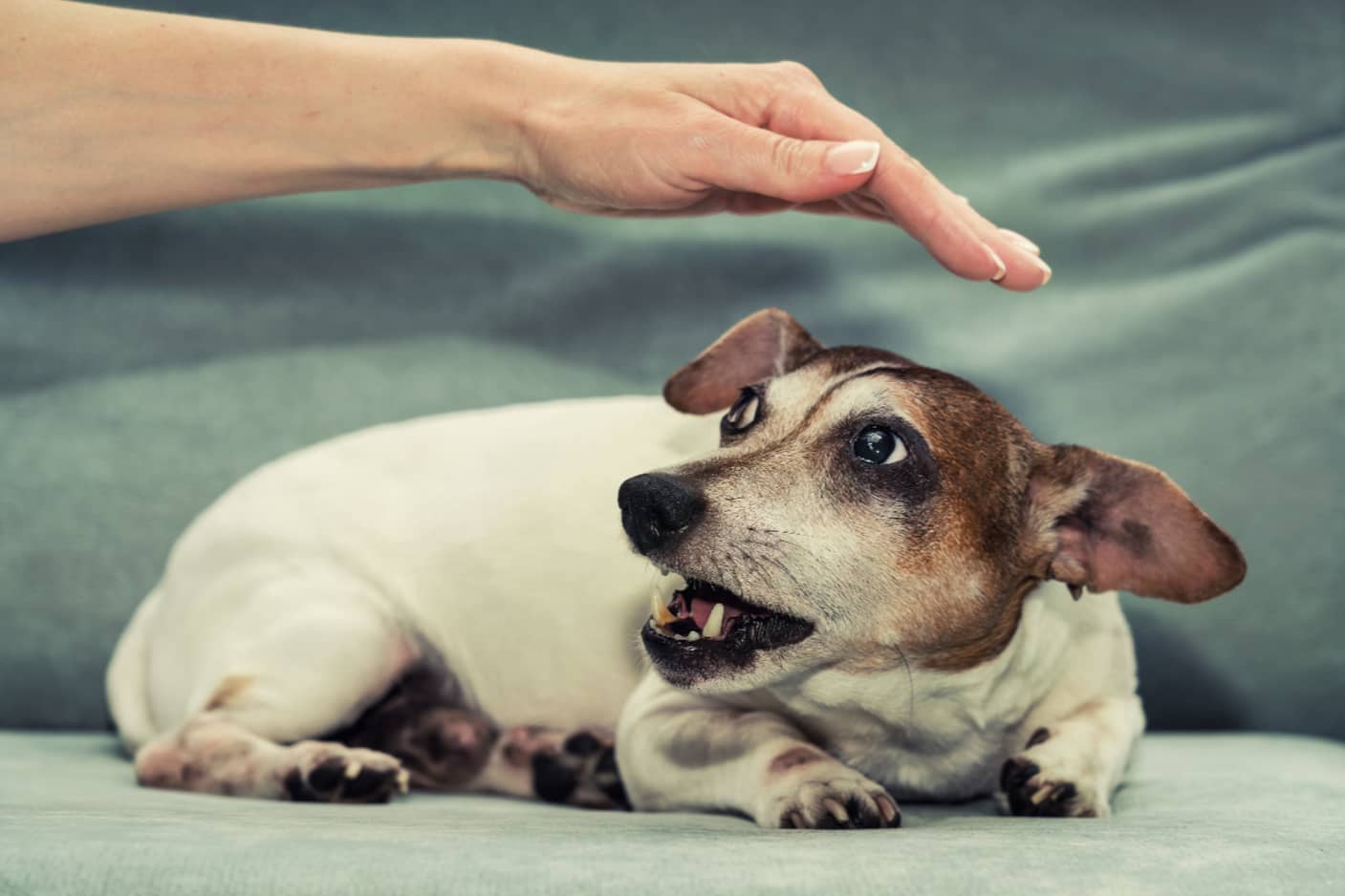Hund will nicht am Kopf angefasst werden - Körpersprache